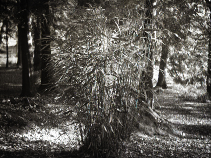 bessa66 fp4 009
