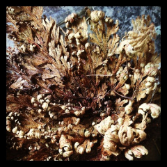 c6b30336219a0baac90488ed7d16c12d