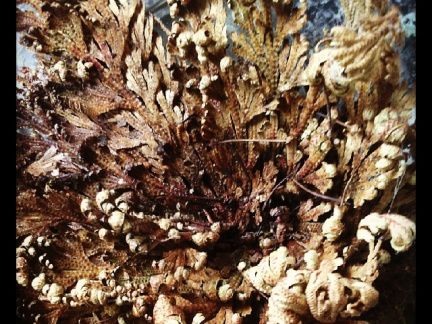 c6b30336219a0baac90488ed7d16c12d