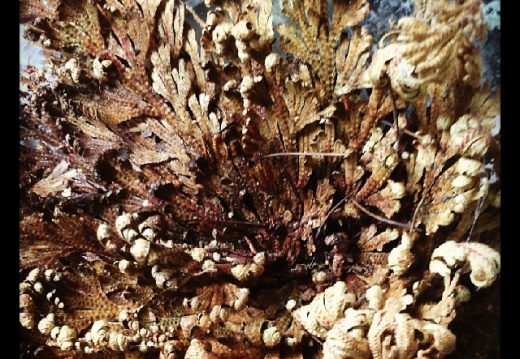 c6b30336219a0baac90488ed7d16c12d