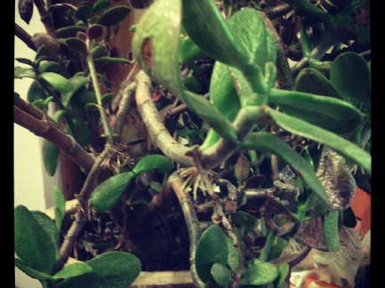 8ef07983010993aae8b0a16542774f7d