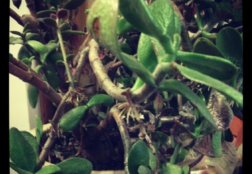 8ef07983010993aae8b0a16542774f7d