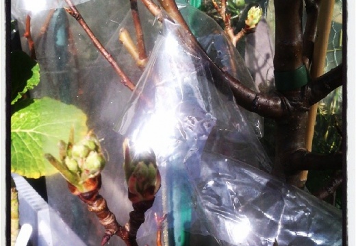 9fc70a88939b3de6debb4828c5738254