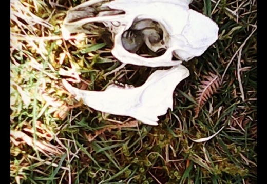 a83493e16a7225f750cc502356427305