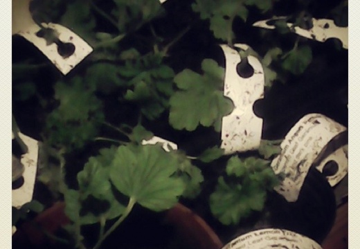 cea7331314a3fffab89b9745ae659775