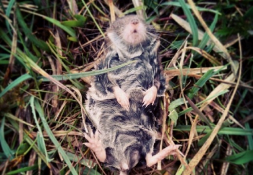 95e67b1ca7e813b0ffd82b4a20ba1c14