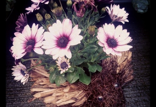 a6da45f52798e3d6ba6f69906c330459