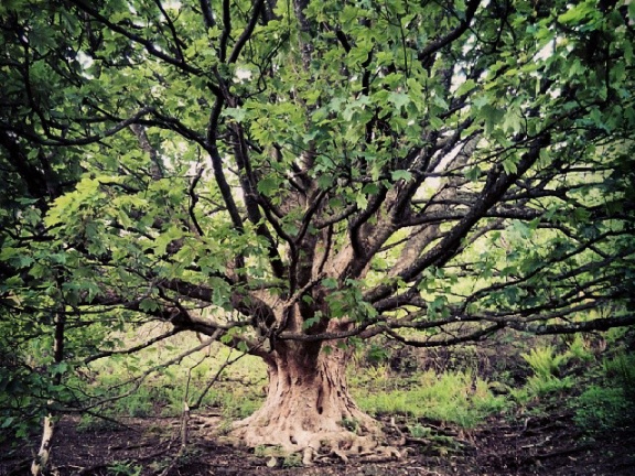 ade787289cb78075ea1e6dc914bd2af0