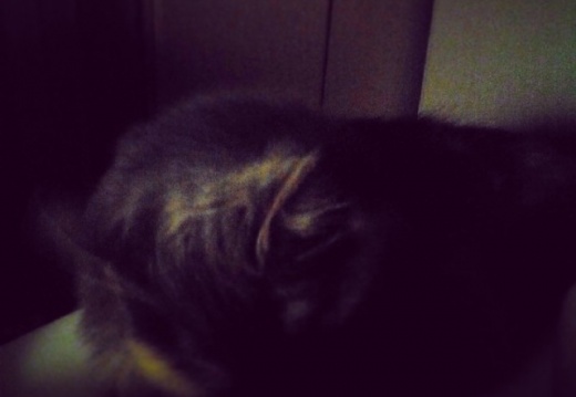 c02b33621932e96e0503a1d2336c0951