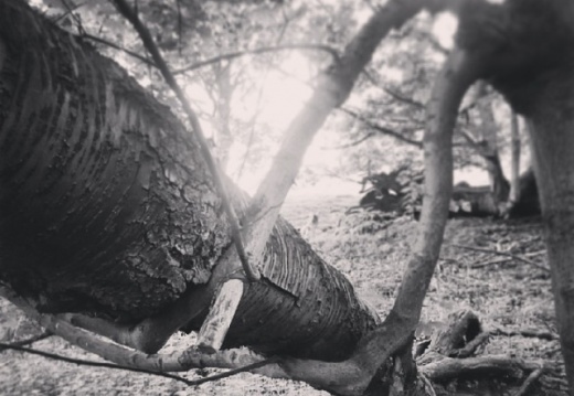 d93a66ab9fa1c3b7aa598cea63976a6c