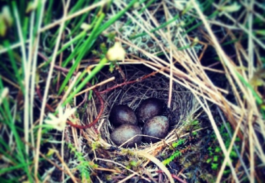 e0c8bf6587313af398d4442e29cdcc42