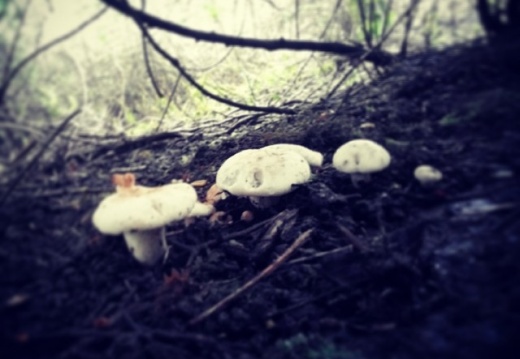 e3c05a35bf433b168b6c4d1918b0103e