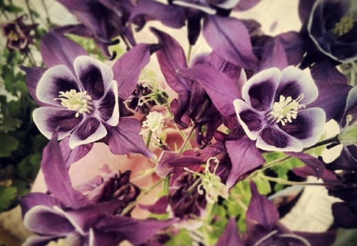 2ad0f2d0e90af1f092804181b3c44b58