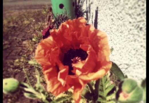 8ed9270959d190daba5971547c74e094