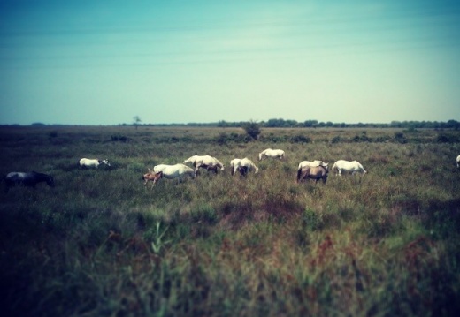 499126c00e793f2c381f49e427d33146