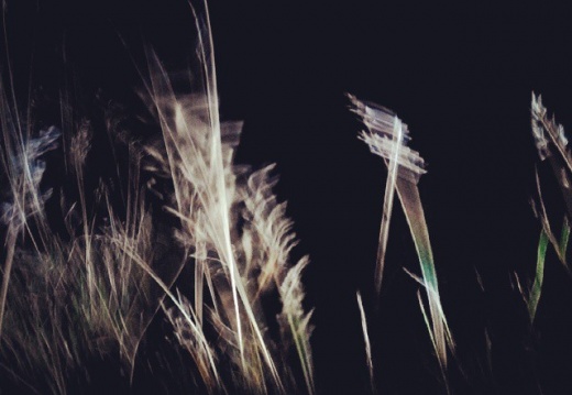 ac29461e31ef39a4435f409c568ae031