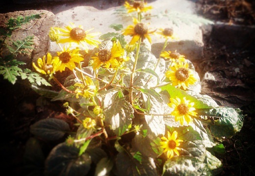 5525a6808a6ac7450279ea0d3599a69d