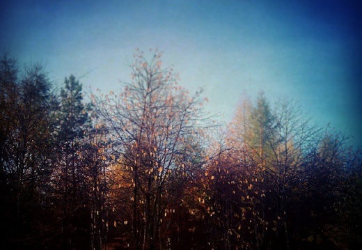 6919abf9e07cc4e83bd8e075a88ddc13