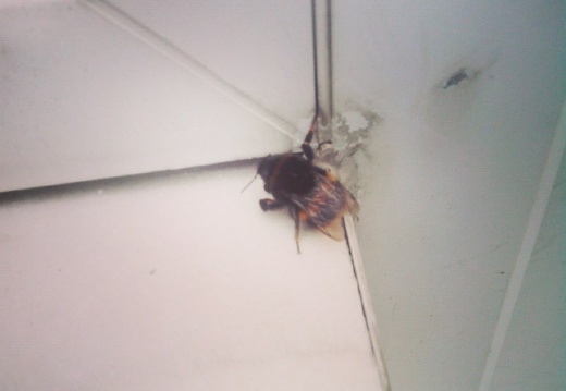 f239a61b1f000949a619d7e7edff4508