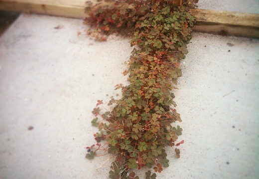 dc38b04bb42ad8e4dae07f5d4cc5ff22