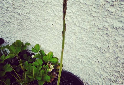 80d72113b5a2bc3e3bcdf5781f21187c