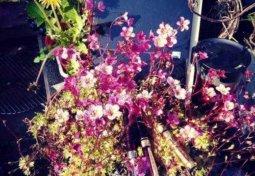 3591f94f4550227e3c0ed67fd976431b