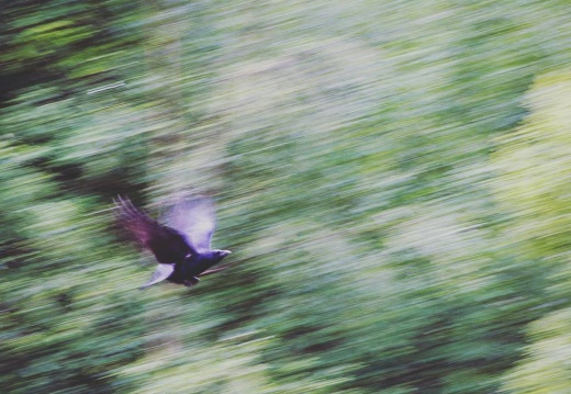 7fc6bd7859ace1e2cb44ba5967dd95d3