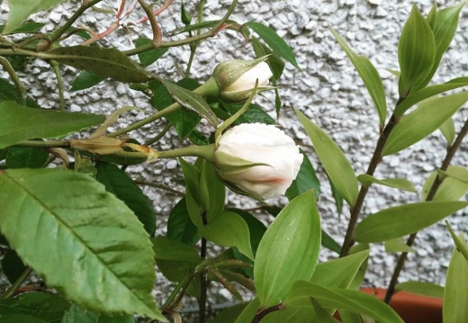 a69bf07d4936072246bfd679c42ccfe6