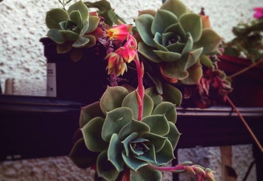 4456fac7e3b3584d772e4328fdc453c7