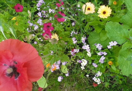 c8dce61e33b03139e1faa55f5a39dc75