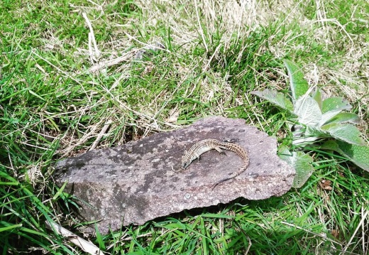 8683add5ff0e173be55b56107f949627