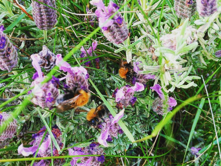 4225741d0be0f7f89af228653be5566c