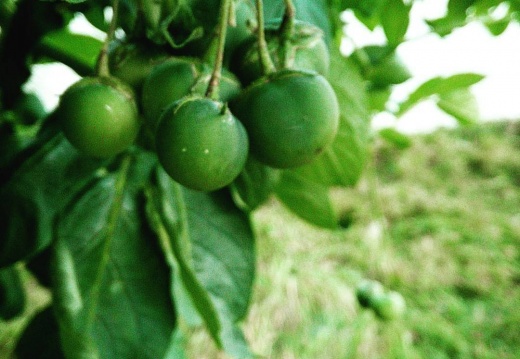 7e4c56589dcf77a2f10abc075906a5f4