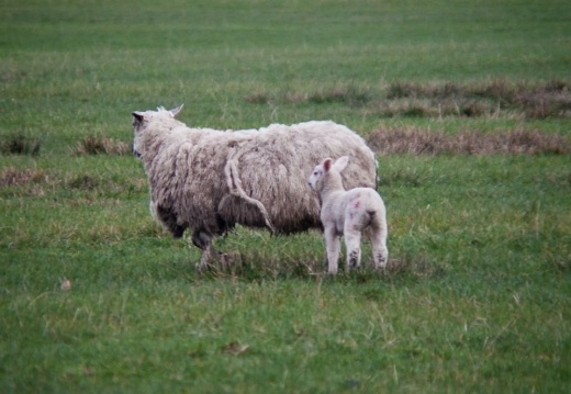 e1b132d6d100783af04f4aeaf1c61082