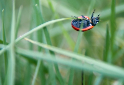 e833224525e06fa77a9a439c75defff8