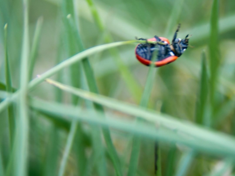 e833224525e06fa77a9a439c75defff8