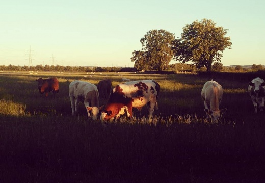 61ba614c5dbfaf280404b6df8a6e505f