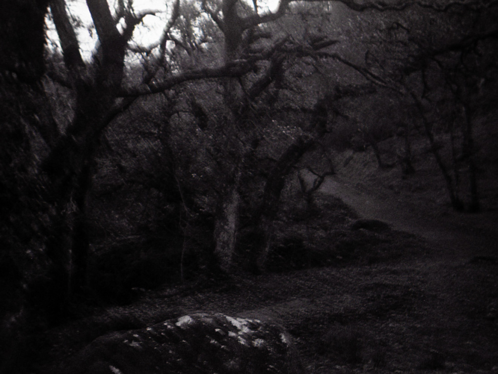 halina paulette tri-x003