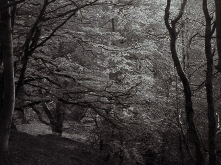 halina paulette tri-x007