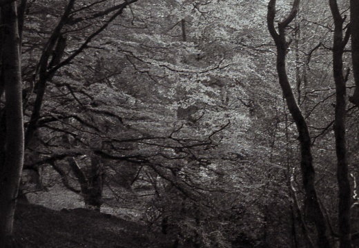 halina paulette tri-x007