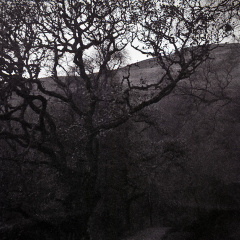 halina paulette tri-x010