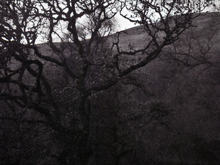 halina paulette tri-x010