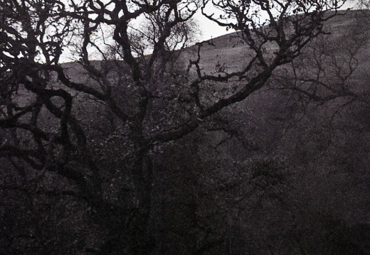 halina paulette tri-x010