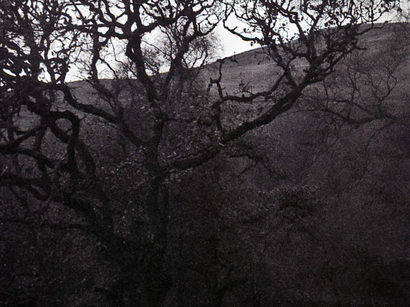 halina paulette tri-x010