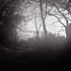 halina paulette tri-x025