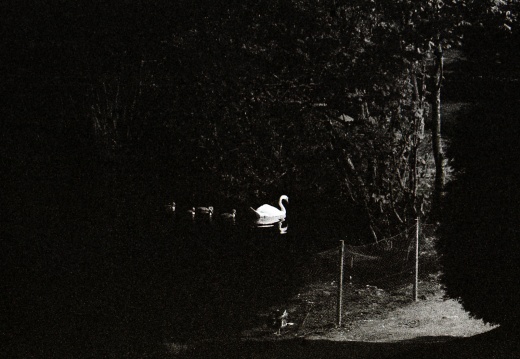 zorki4k acupan800 011