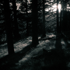 om10 pink 28mm lc29 028