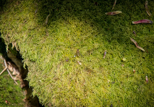 DSC 6873 AuroraHDR2018-edit