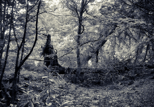 DSC 7282 AuroraHDR2018-edit