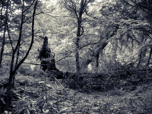 DSC 7282 AuroraHDR2018-edit